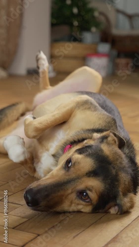 Dog Enjoys Gentle Strokes. Warm Scene With Pet. Relaxed Dog Receives Caring Hands Attention. Woman Affectionately Caresses Calm Dog Amidst Festive Lights