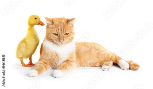 Foto Cute ginger cat and duckling on white background