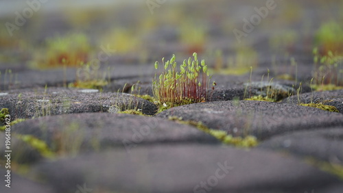 Young moss with green sporophyte capsules grows in the cracks between old dark tiles or stones. Macro photography of spring life. Concept of sustainability of life, renewal and power of nature.