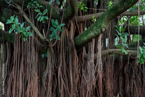 Detail of Banyan Tree aerial roots (Ficus benghalensis). Texture of trunk and aerial roots in a tropical forest environment under natural light.