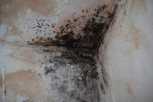 Foto Black mold and mildew fungus growing on the corner of white wall and ceiling in a house