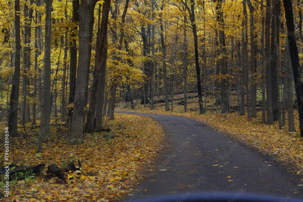 Fototapeta premium autumn in the forest