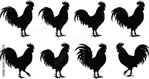Black silhouette collection of farm rooster birds, featuring various standing and walking poses, isolated on white background for graphic design