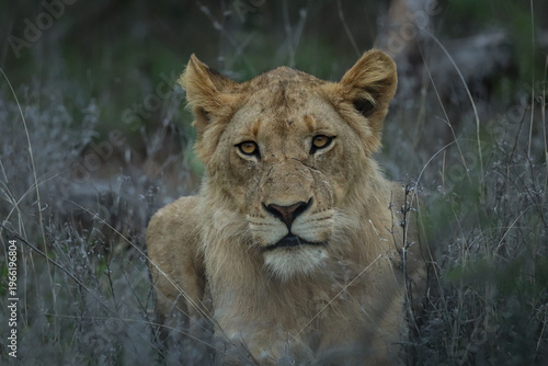 Foto Young lion resting in tall grass