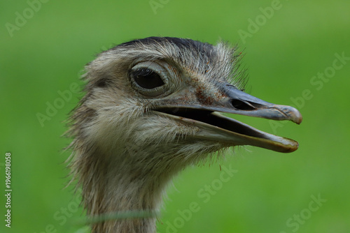 Close-up portrait of a rhea