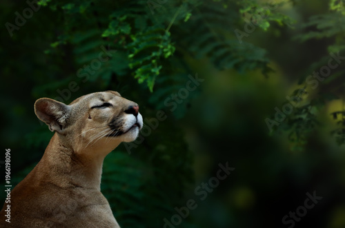 Puma side profile