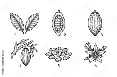 Vintage botanical illustration set of cacao tree elements. Hand-drawn cocoa pod, beans, leaf, and flower in a classic engraving sketch style. Ideal for chocolate branding.