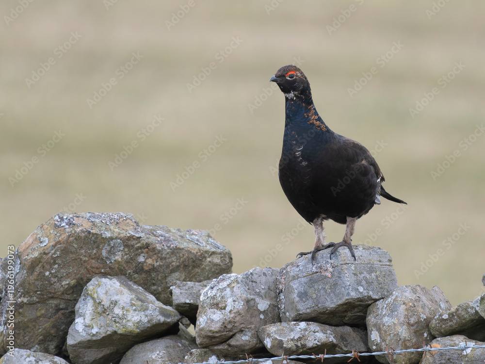 Fototapeta premium Black grouse, Tetrao tetrix