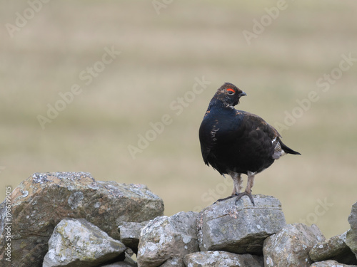 Black grouse, Tetrao tetrix