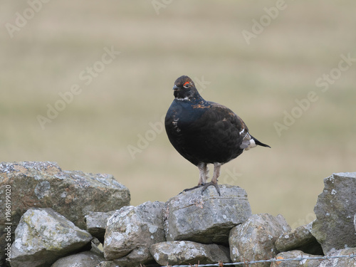 Black grouse, Tetrao tetrix