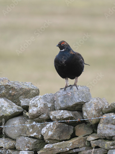 Black grouse, Tetrao tetrix