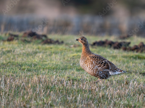 Black grouse, Tetrao tetrix