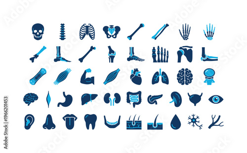 Collection of human anatomy icons representing bones, organs, and body systems