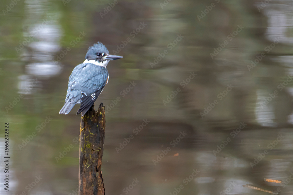 Fototapeta premium Kingfisher