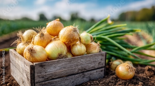 Freshly harvested onions in a wooden crate on a farm field.