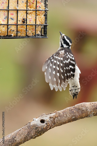 Downy woodpecker in flight toward suet feeder