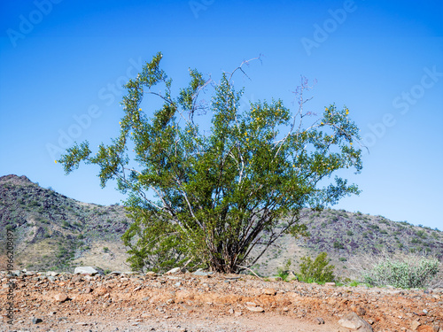 Larrea tridentata, or Creosote bush, also known as greasewood or chaparral, with multiple white, fuzzy, spherical seed pods or fruits of the plant; North Mountain Park desert preserve, Phoenix, Arizon