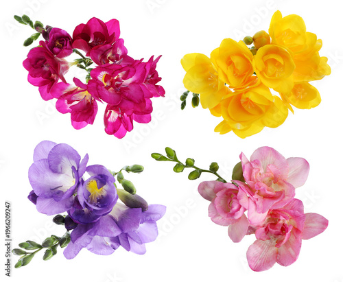 Colorful freesia flowers isolated on white, set