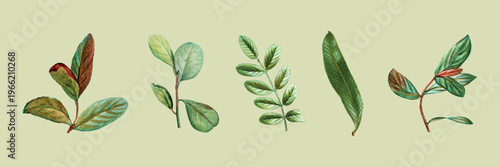 Illustration of various green leaves on a light background. Different leaf shapes and sizes. Botanical art featuring leaves. Natural and organic leaf designs. Botanical elements, vector set.