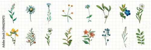 Collection of watercolor wildflowers on grid paper. Includes daisies, berries, and leaves. Delicate wildflowers and berries in watercolor style. Botanical elements, vector set.