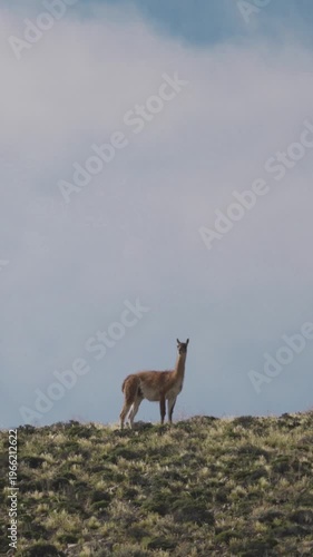 Lone guanaco standing on a high grassy ridge overlooking the Patagonian landscape