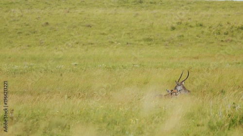 Two antelopes laying in tall yellow savannah grass. Pronghorn in Yellowstone. Picturesque landscape. Wild life nature mammal animals of South Africa in natural habitat. African safari. National park
