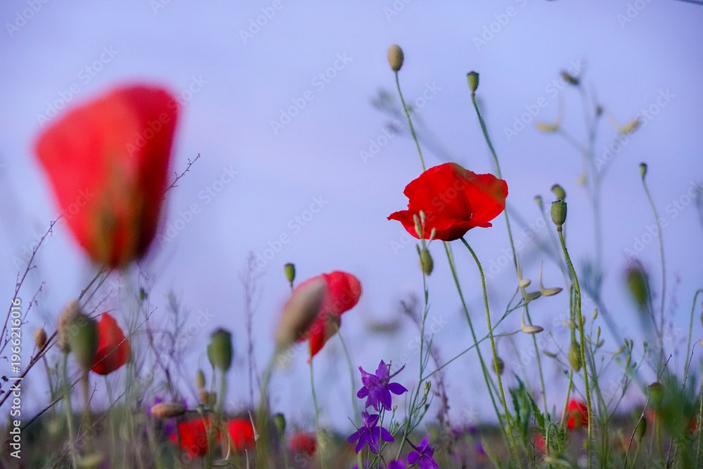 Naklejka premium red poppy flowers