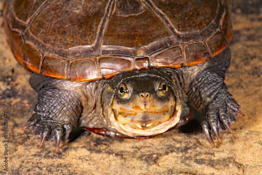 Naklejka premium Yellow mud turtle/Illinois Mud turtle, Kinosternon flavescens spooneri.