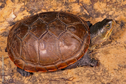 Obraz na plátně Yellow mud turtle Illinois Mud turtle, Kinosternon flavescens spooneri