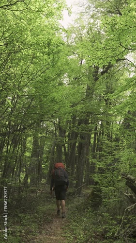 Hiker trekking through a dense green forest in nature