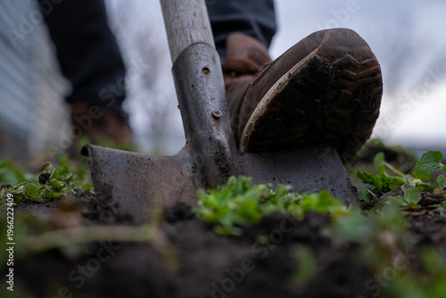 Foot in sneaker pressing shovel into soil while removing weeds, closeup of digging process in garden during outdoor maintenance.