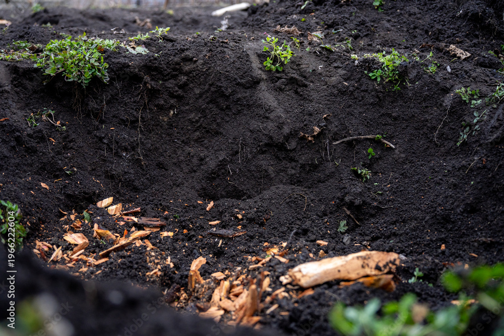 Fototapeta premium Wood chips scattered on soil inside pit after tree root removal, closeup of debris from cutting and splitting process.