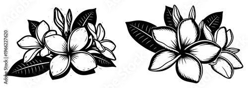 Plumeria frangipani flowers silhouettes, tropical floral woodcut illustration with leaves, exotic botanical linocut vector