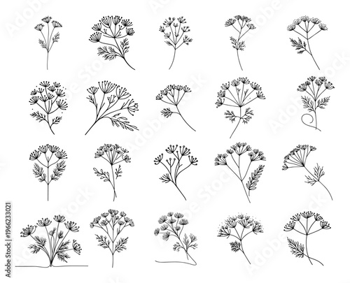 Minimalist botanical wildflower sketches collection, hand drawn line art field plants set, delicate meadow herbs vector