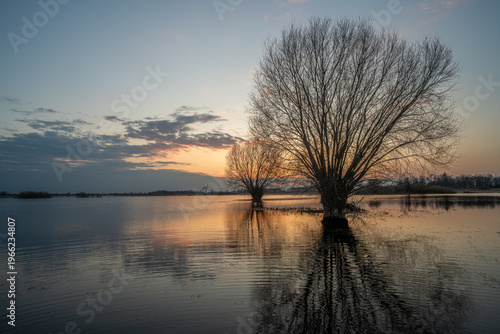 Flooded meadow with willow trees reflection at sunset, Bzura valley Poland