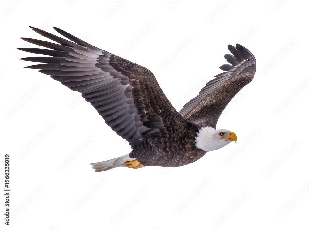 Fototapeta premium Isolated bald eagle in powerful majestic flight with widespread wings against a bright sky