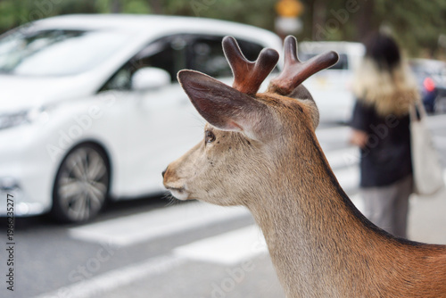 фотографія close up of a deer