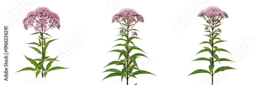 Canvastavla Joe-Pye weed wildflower isolated on white background Eutrochium purpureum joe py