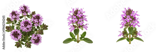 Wild thyme wildflower isolated on white background Thymus serpyllum creeping thyme purple herb flower macro botanical specimen ground cover plant studio cutout high resolution image