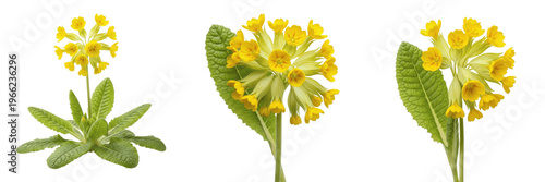 Tableau sur toile Cowslip wildflower isolated on white background Primula veris cowslip yellow nod