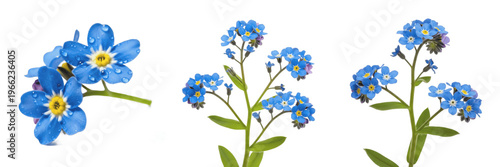 Bild auf Leinwand Alpine forget-me-not wildflower isolated on white background Myosotis alpestris