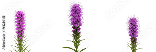 Fotografie Rough blazing star wildflower isolated on white background Liatris aspera rough