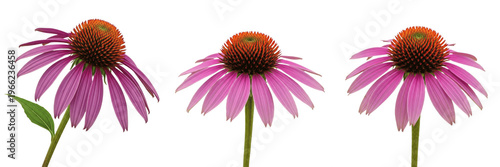 Purple coneflower wildflower isolated on white background Echinacea purpurea purple coneflower medicinal herb pink purple petals spiny center macro botanical specimen prairie plant studio cutout high 