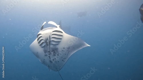 Reef Manta Ray Turning in Open Ocean Water