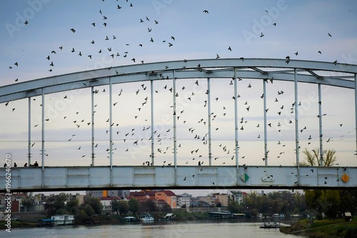 Foto Flock of pigeons flying by the Belvárosi Bridge over the Tisza River in Szeged,