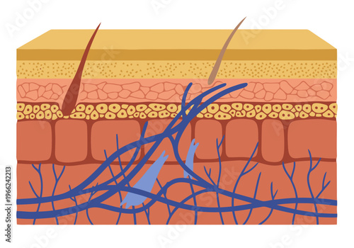 Detailed skin cross-section illustration showcasing layers, collagen fibers, and blood vessels. Clean, modern design for educational or medical visuals.