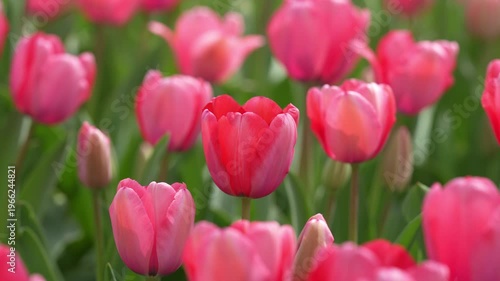 Tulip landscape. Floral texture for greeting card. Happy Easter. Tulips creating a red background. Spring banner. Valentine and holiday design. Red tulips blooming in a spring field. Tulip for floral.
