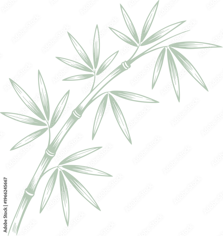 Fototapeta premium Line Art Illustration Of Bamboo Stalk With Leaves In Pale Green On Black
