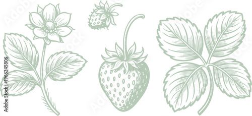 Vintage Strawberry Plant And Flower Illustration In Light Green Line Art