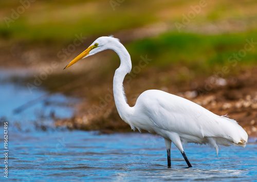 Great egret portrait with curved neck and vivid yellow bill against warm blurred background